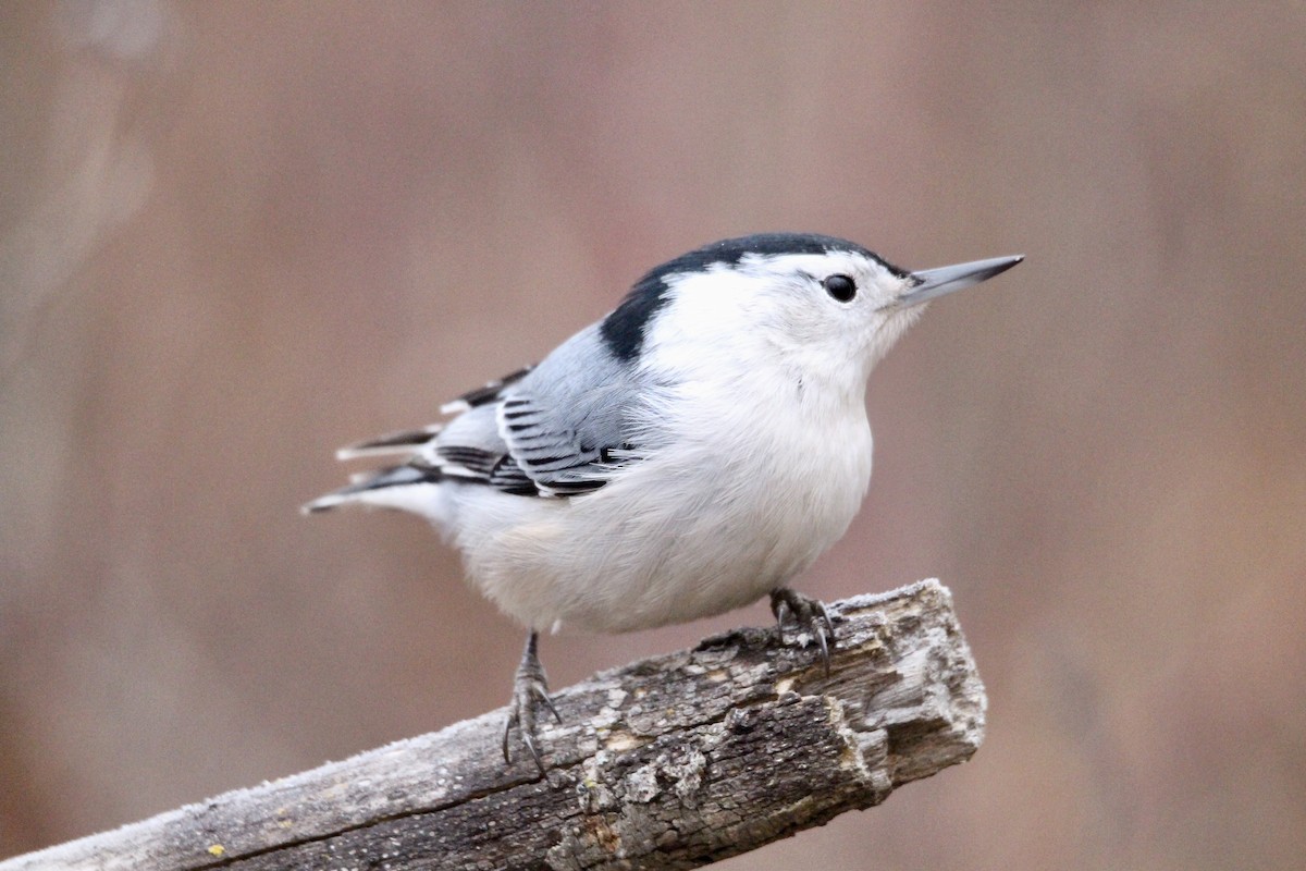 White-breasted Nuthatch (Eastern) - ML645478617