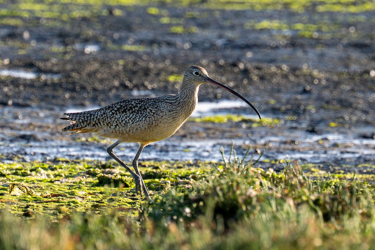 Long-billed Curlew - ML645478619