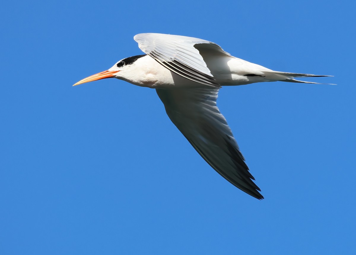 Elegant Tern - ML645478622