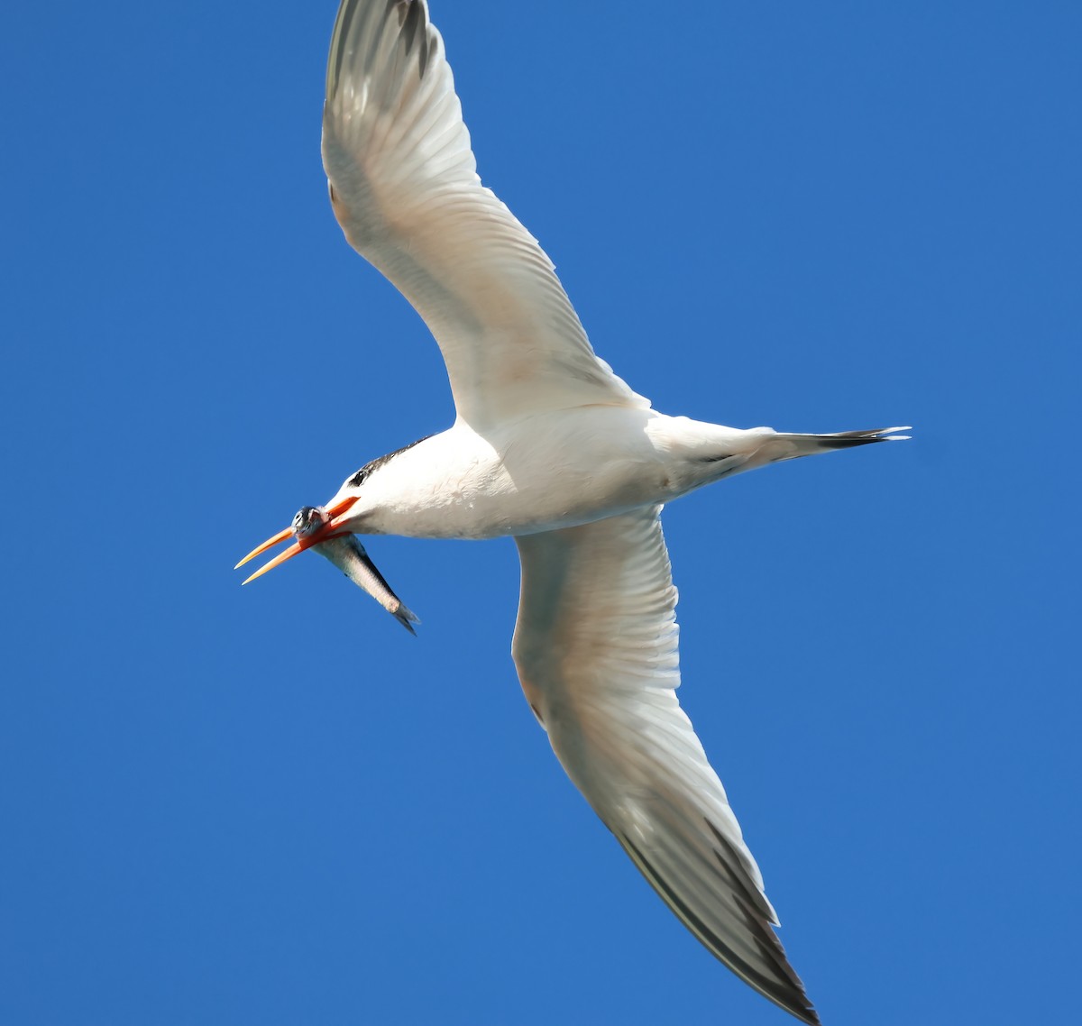Elegant Tern - ML645478624