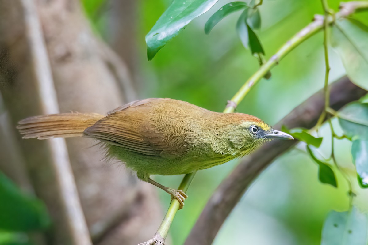 Pin-striped Tit-Babbler - ML645478634