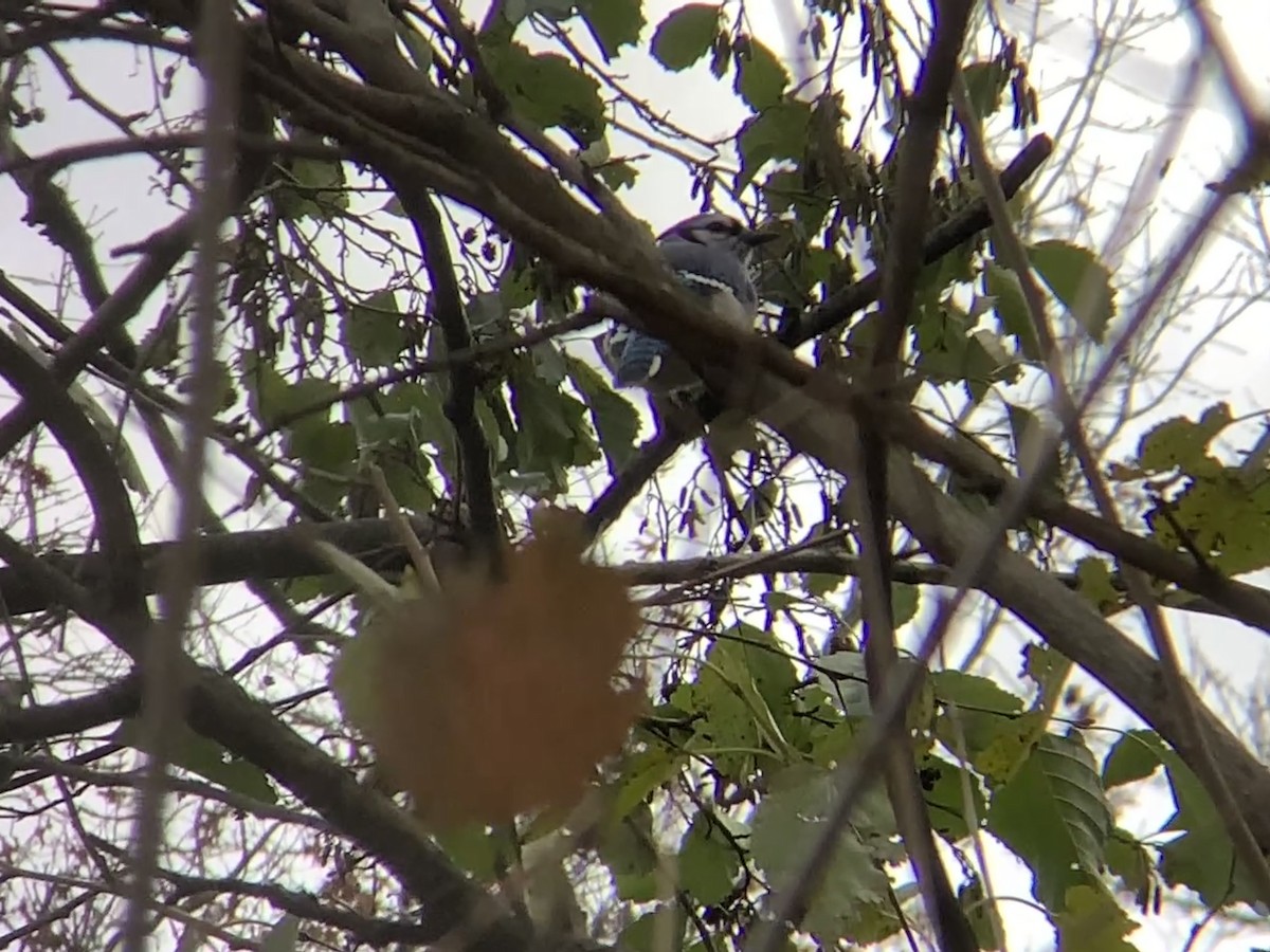 Сизойка блакитна - ML645478637