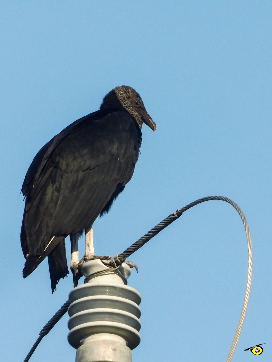 Black Vulture - ML645478638