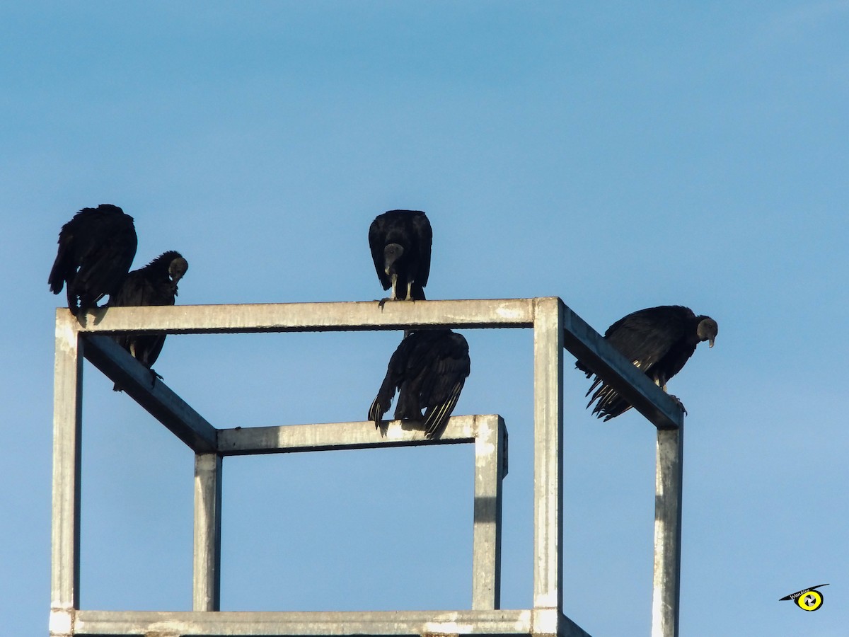 Black Vulture - ML645478639