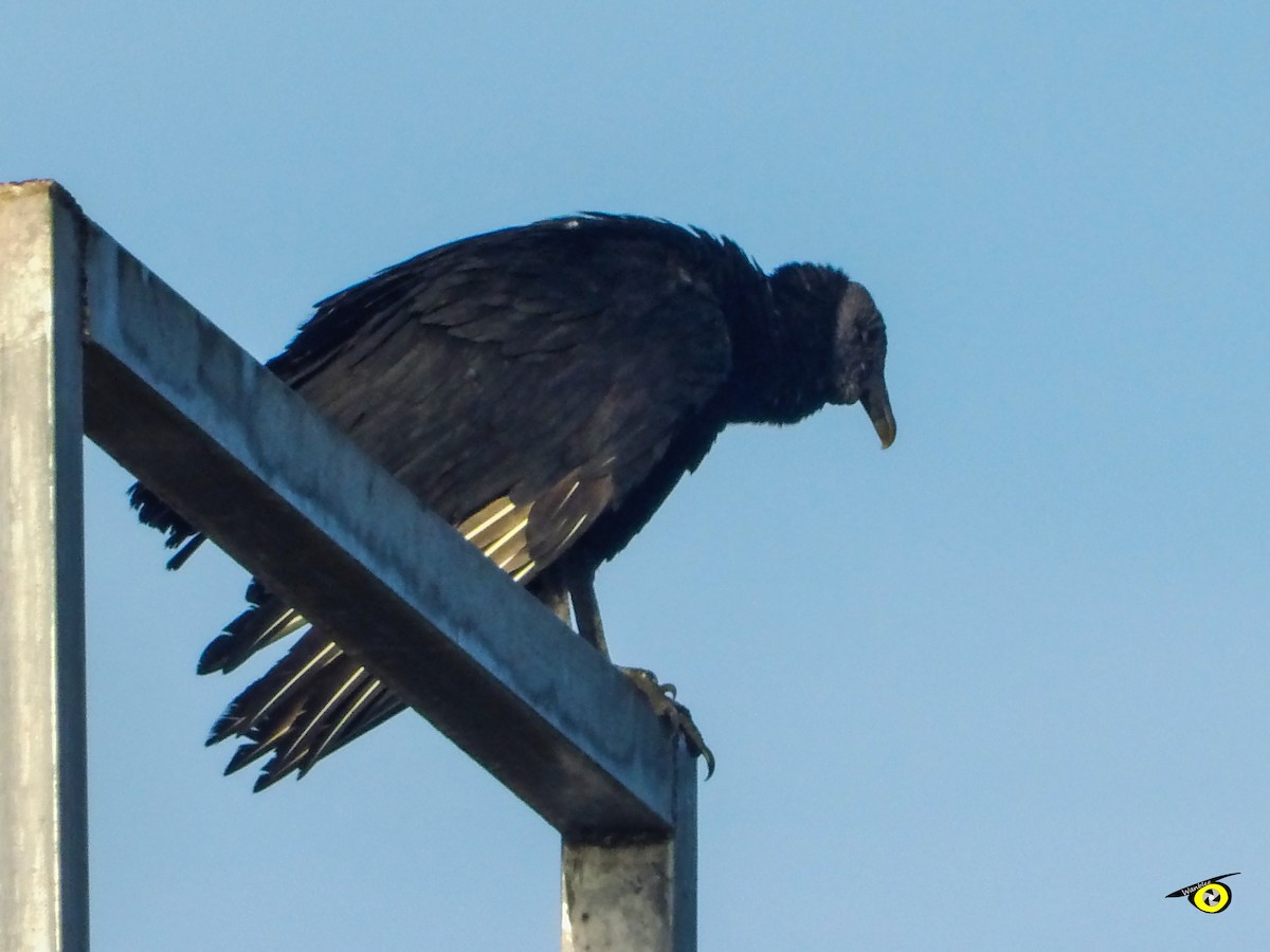Black Vulture - ML645478640
