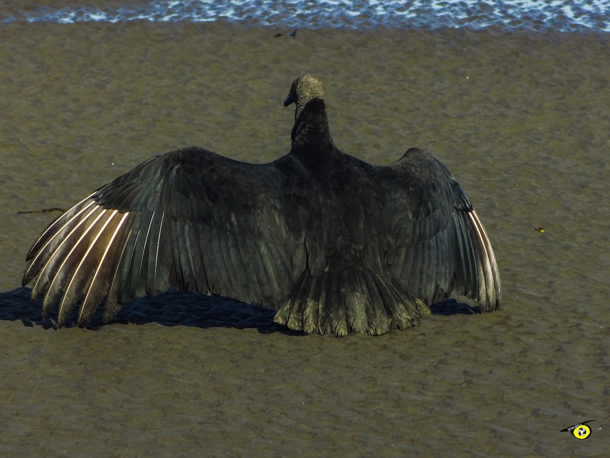 Black Vulture - ML645478641