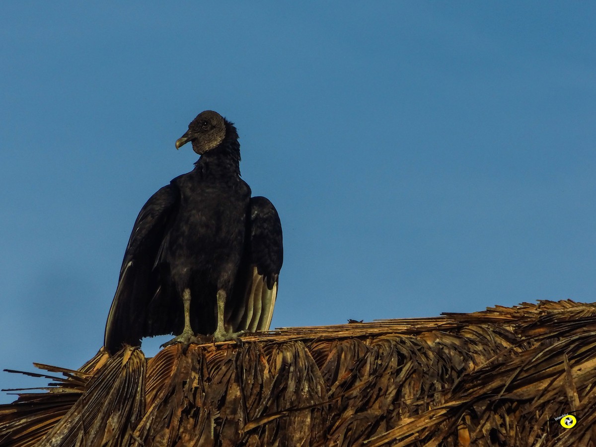 Black Vulture - ML645478642