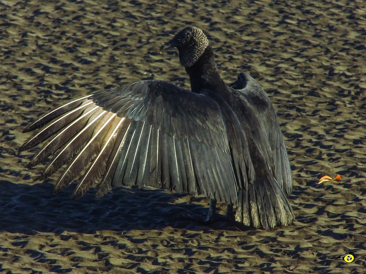 Black Vulture - ML645478643