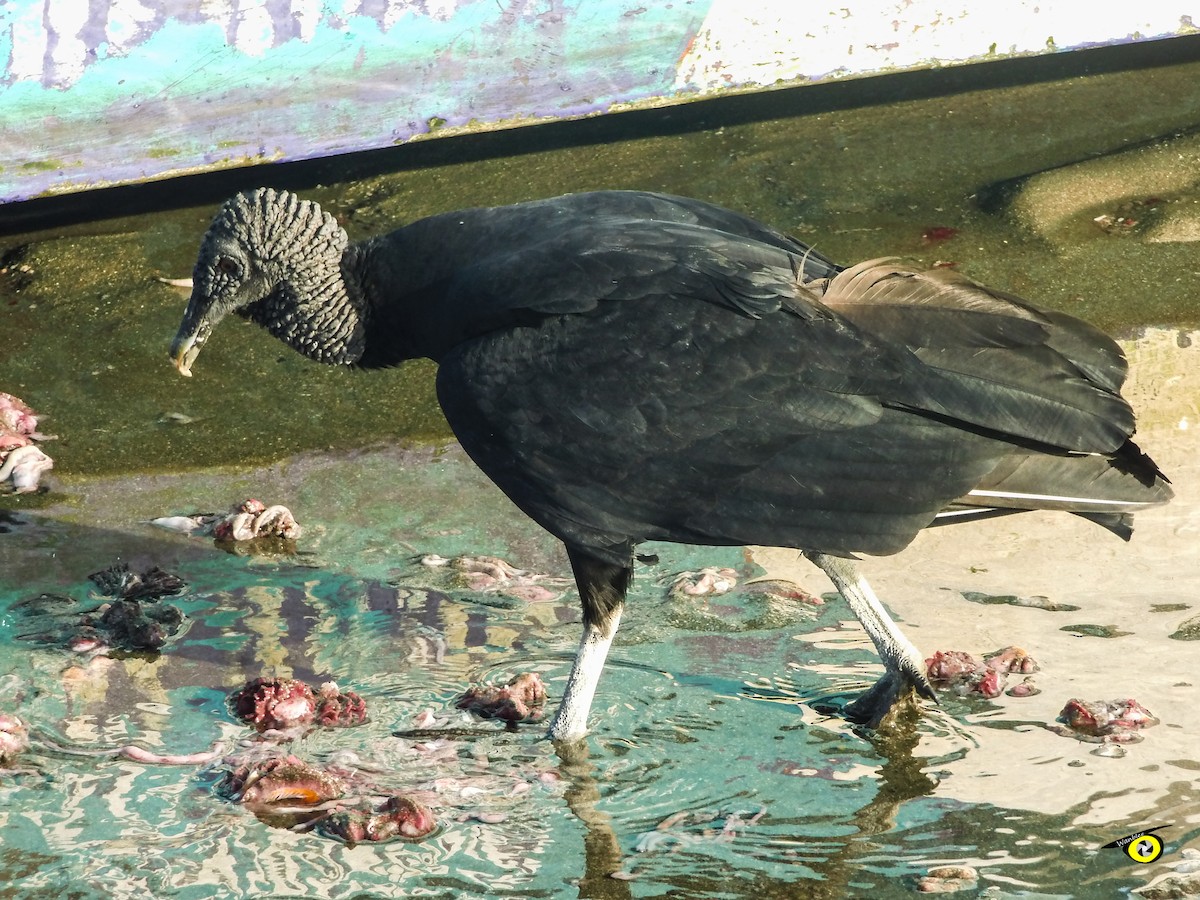 Black Vulture - ML645478644