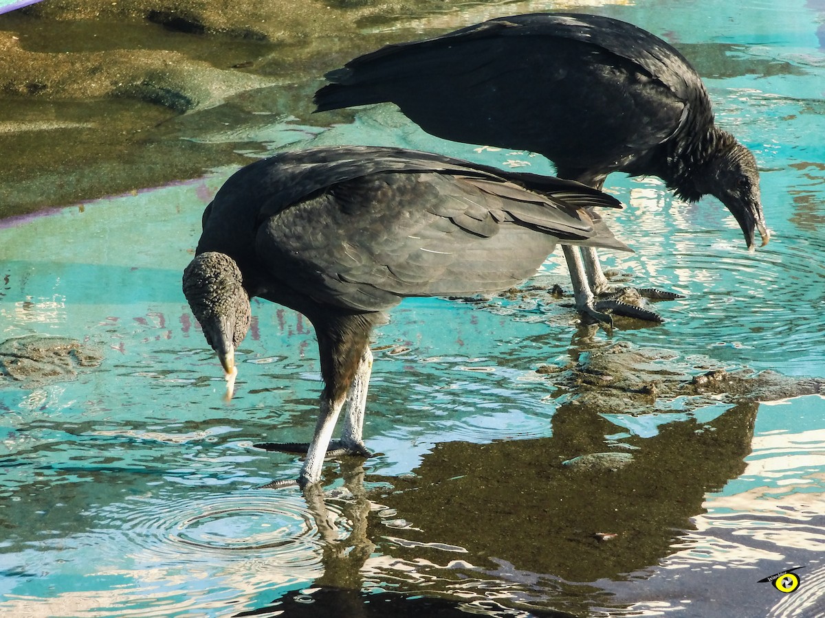 Black Vulture - ML645478645