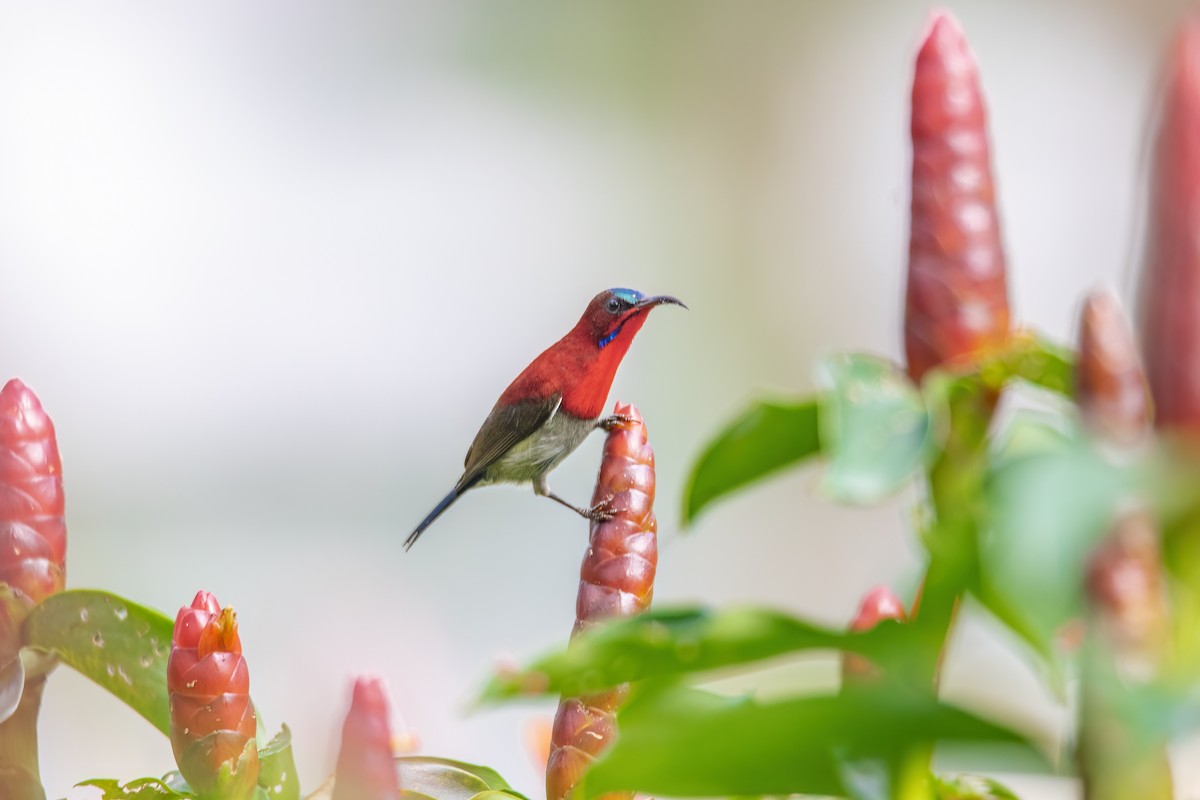 strdimil karmínovoprsý - ML645478652