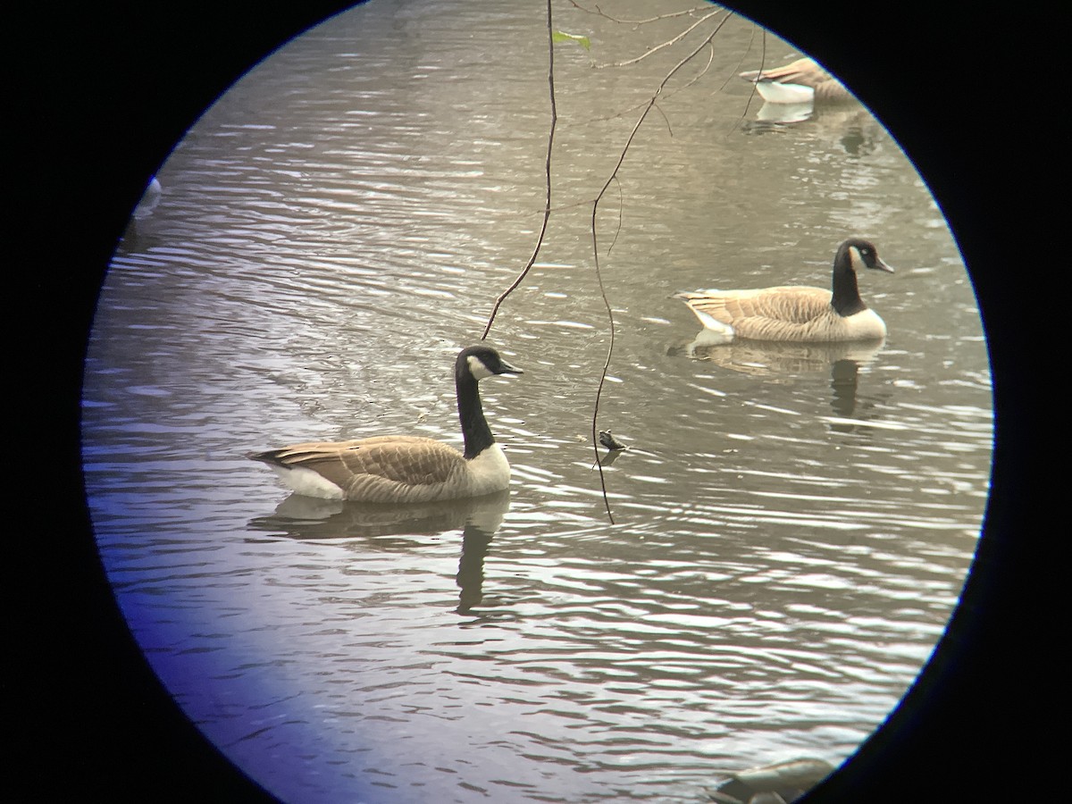 Barnacla Canadiense Grande - ML645478653