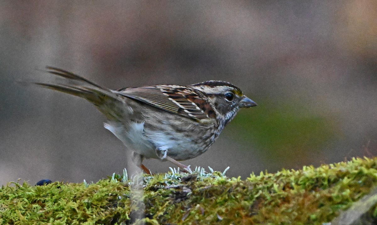 Chingolo Gorjiblanco - ML645478657