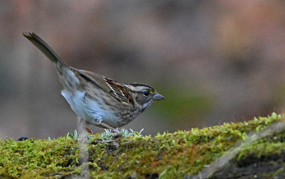 Chingolo Gorjiblanco - ML645478658