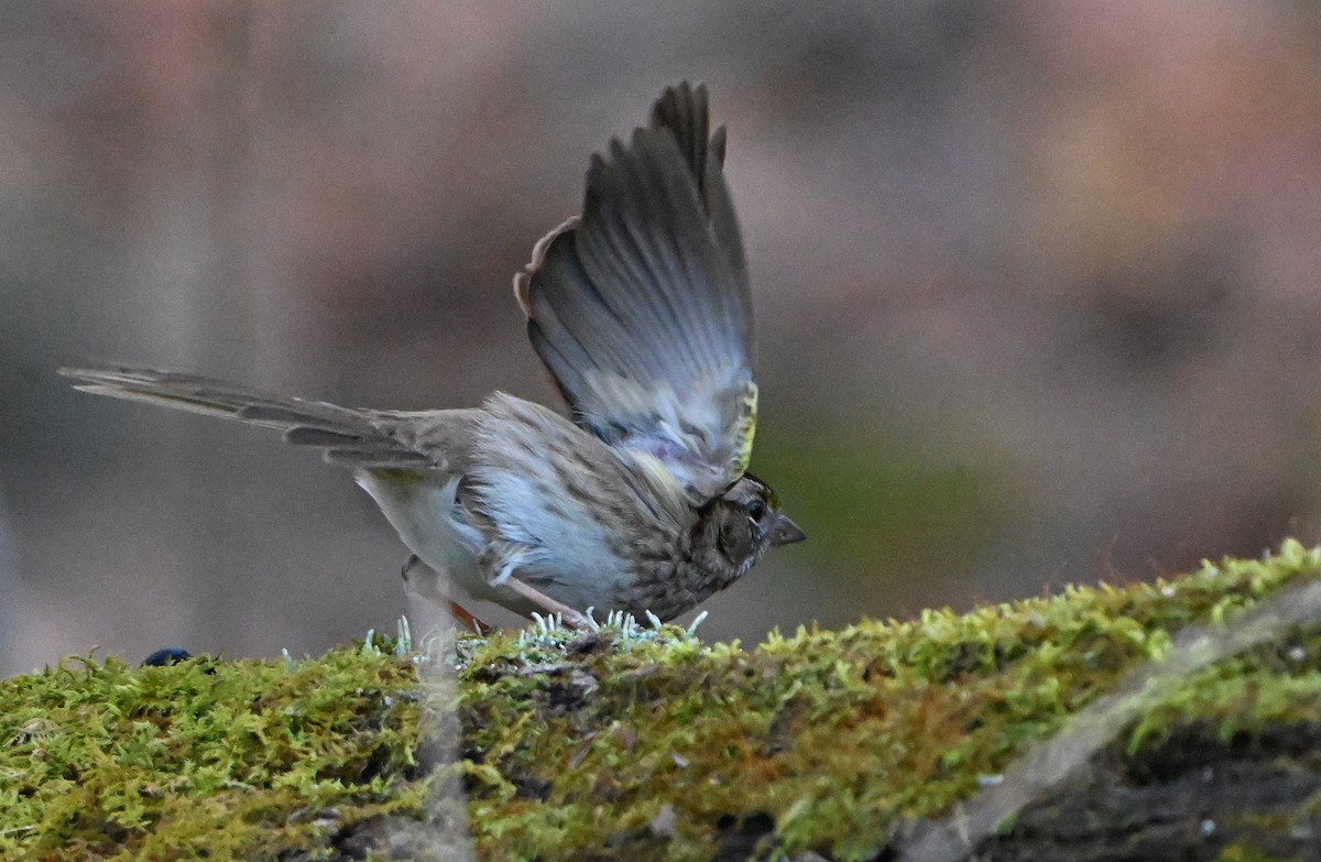 Chingolo Gorjiblanco - ML645478659