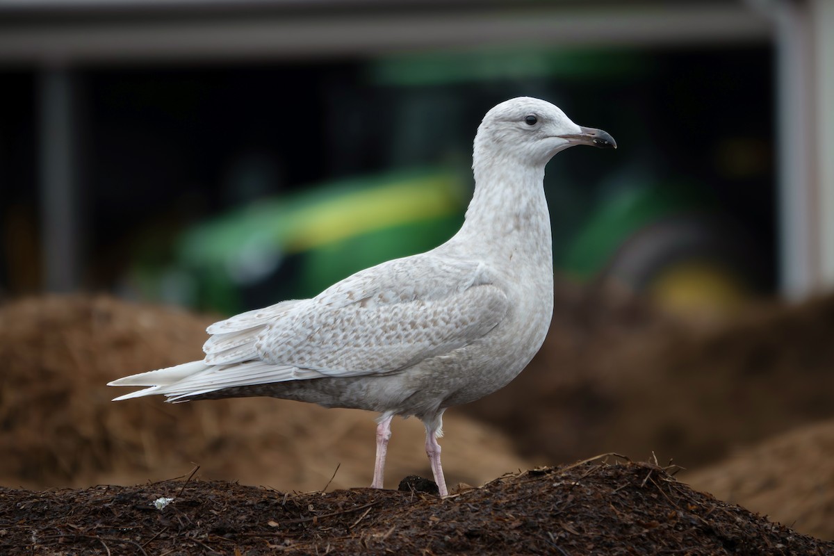 Gaviota Groenlandesa (de Kumlien) - ML645478660