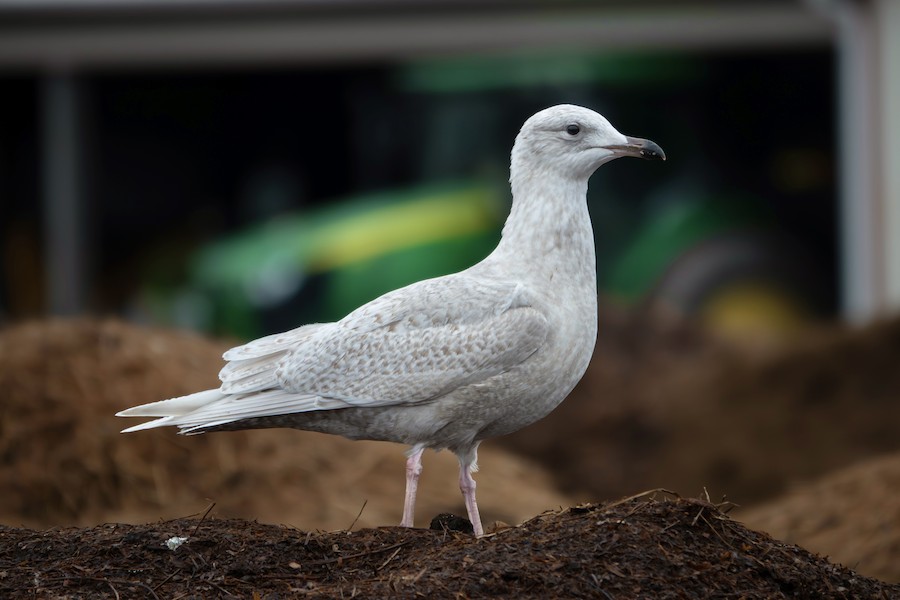 カモメ アイスランドカモメ（亜種 クムリーンカモメ） - eBird