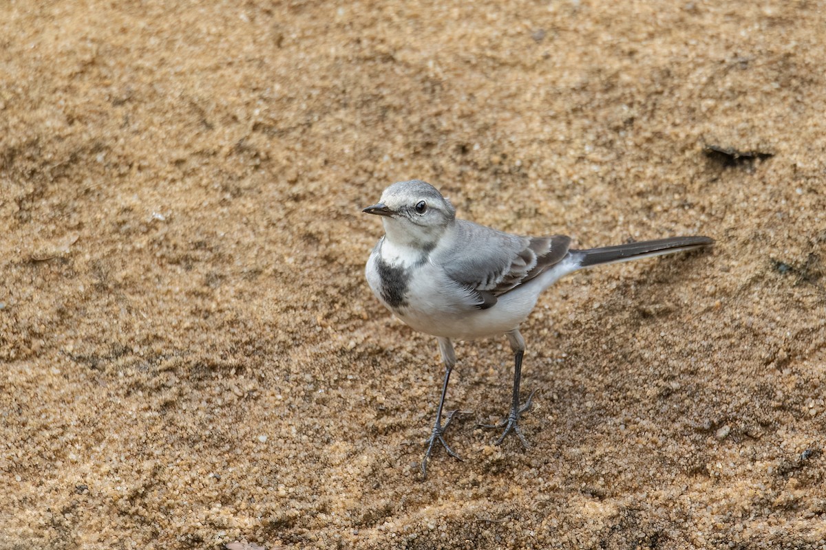 Lavandera Blanca - ML645478661