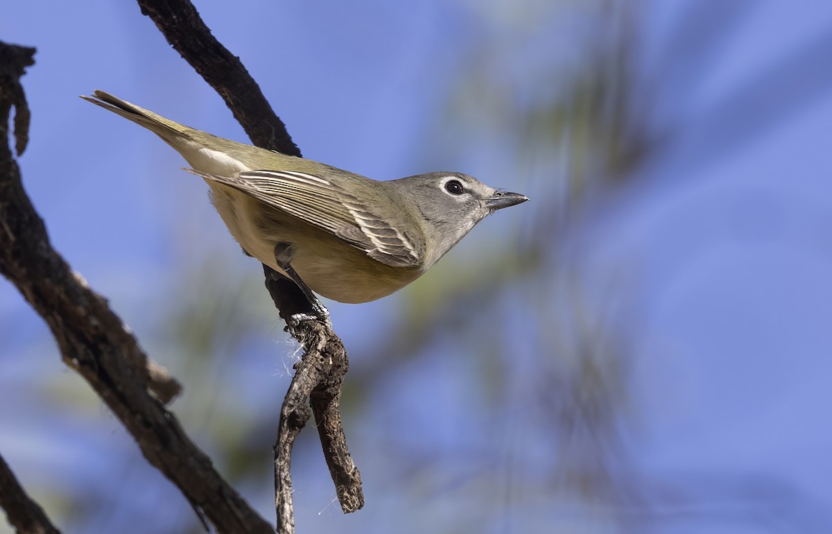 Vireo de Cassin - ML645478662