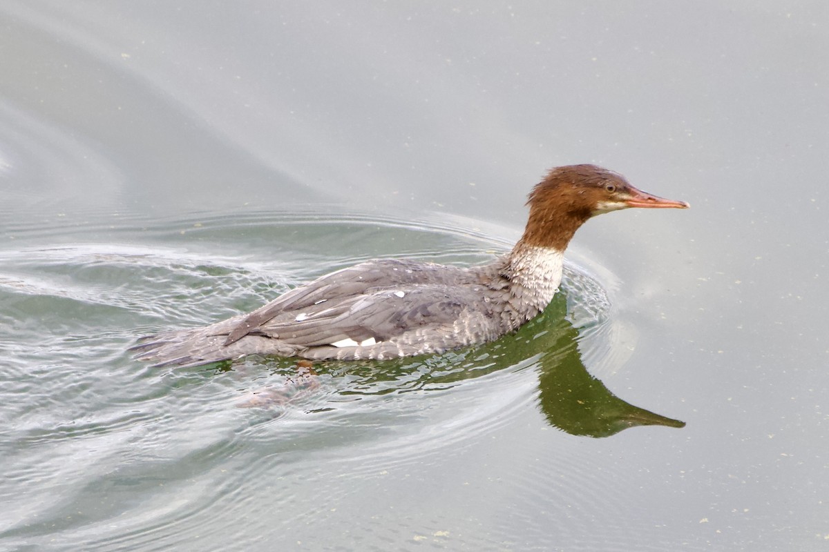 Serreta Grande - ML645478663