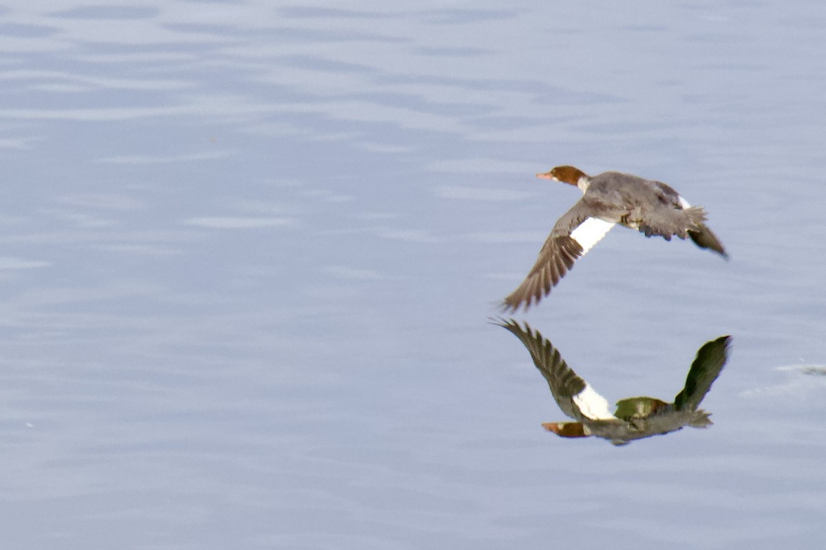 Serreta Grande - ML645478664