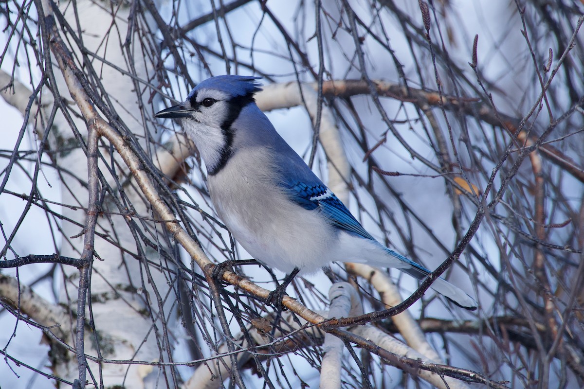 Chara Azul - ML645478665