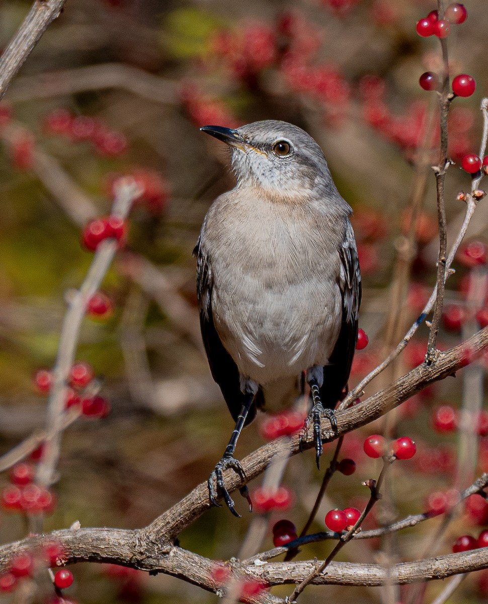 Sinsonte Norteño - ML645478666