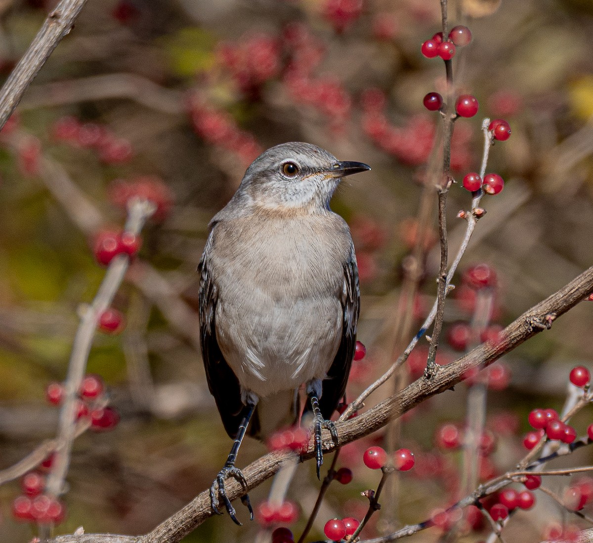 Sinsonte Norteño - ML645478667