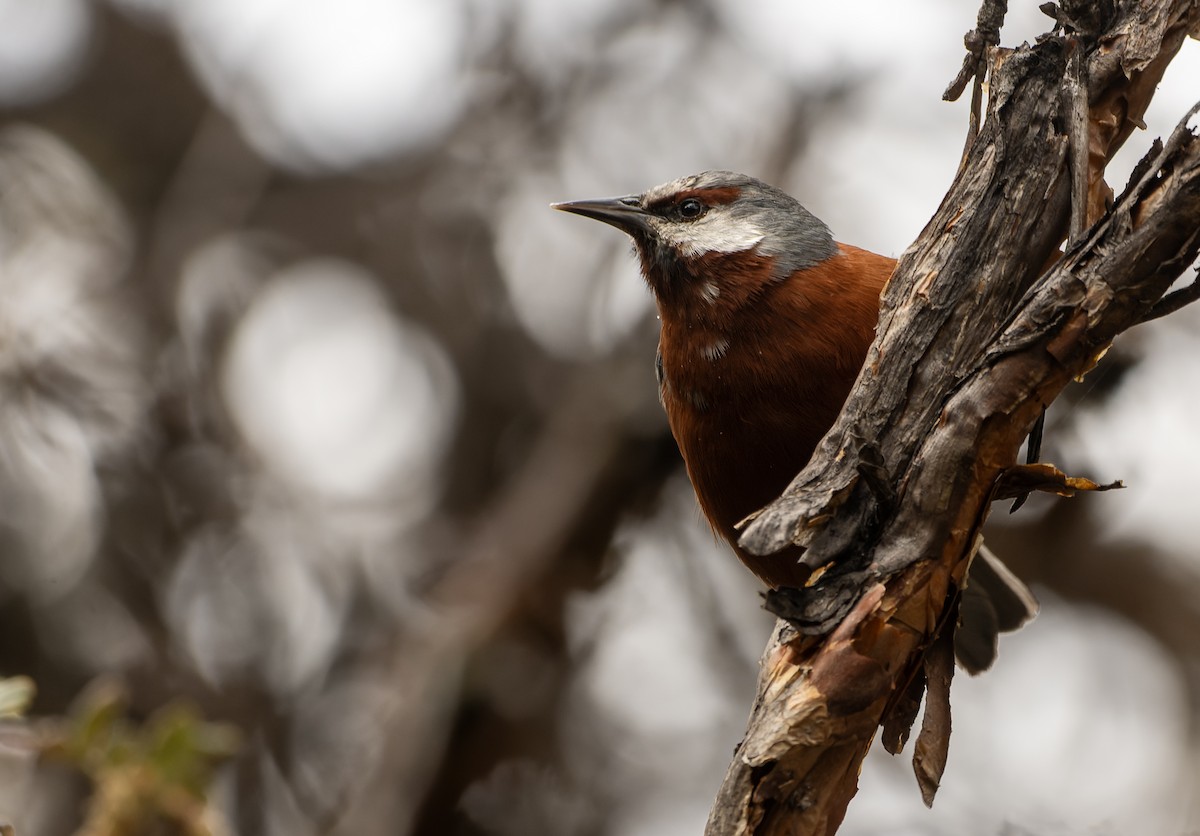 Conirrostro Gigante - ML645478668