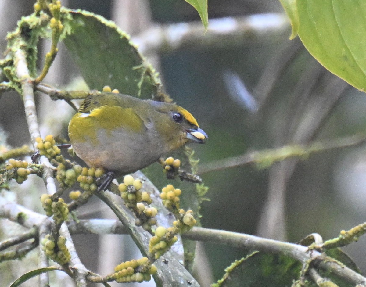 Eufonia Ventrinaranja - ML645478673