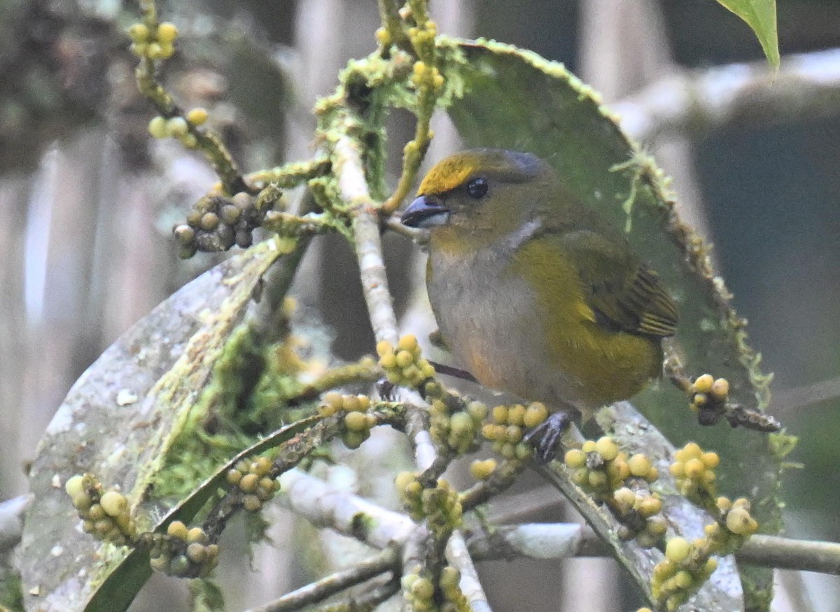 Eufonia Ventrinaranja - ML645478674