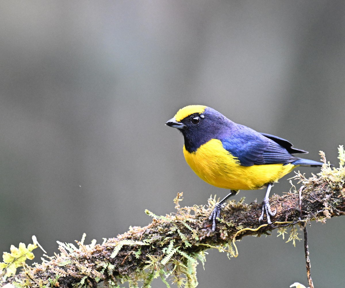 Eufonia Ventrinaranja - ML645478675