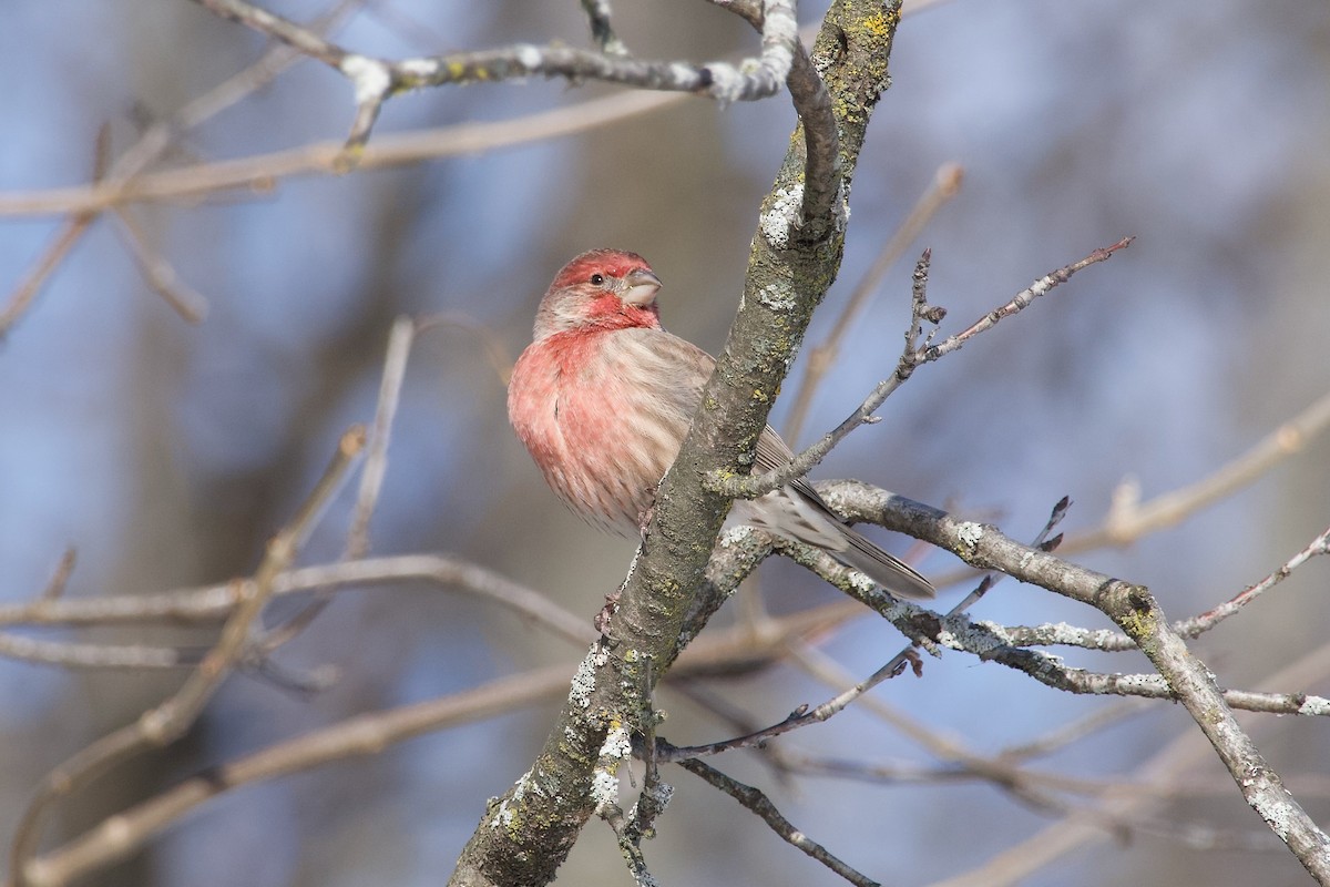 Camachuelo Mexicano - ML645478676