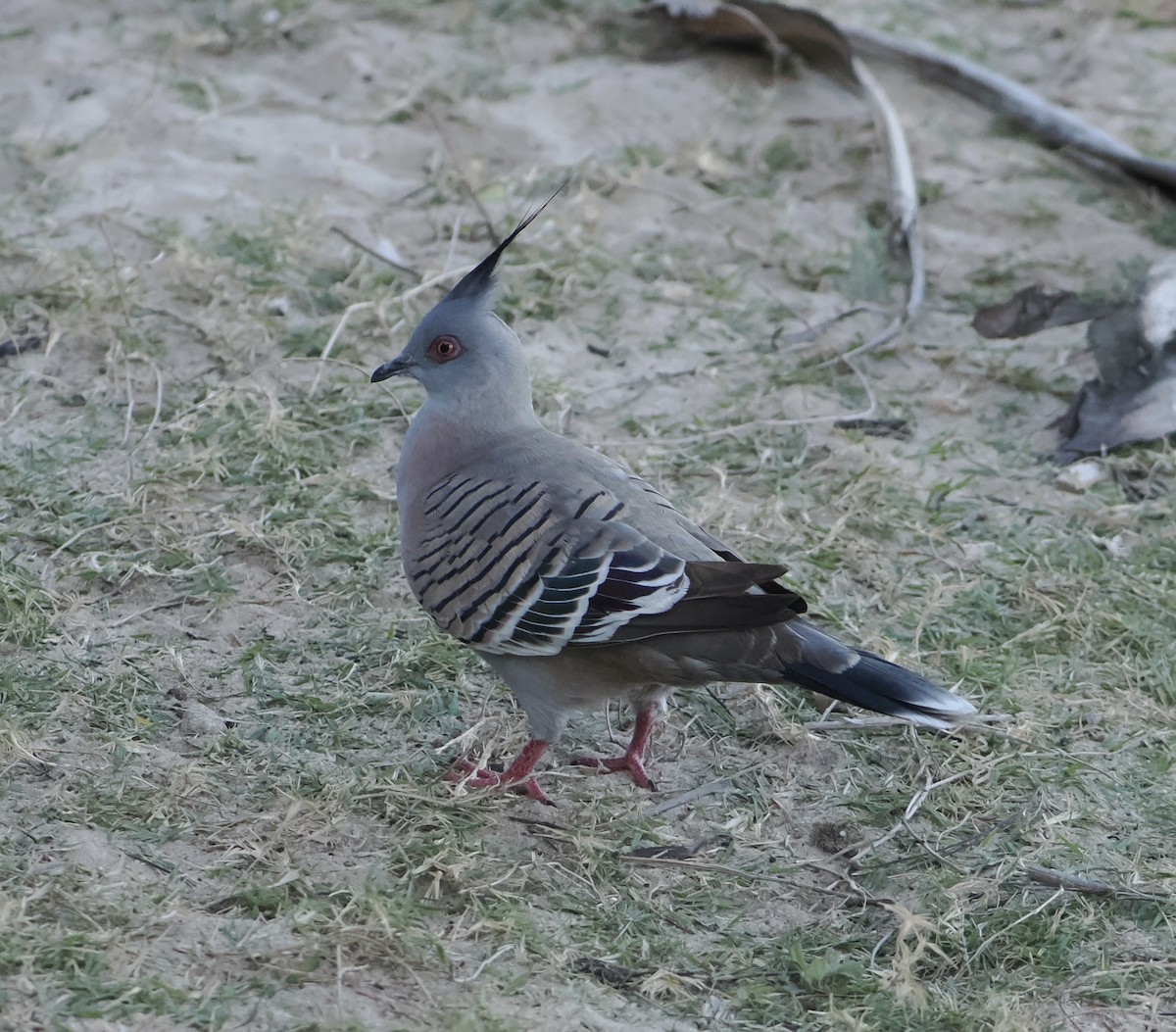 Paloma Bronce Crestada - ML645478677