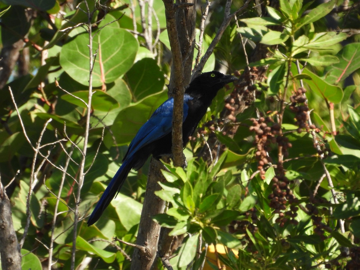 Chara de San Blas - ML645478678