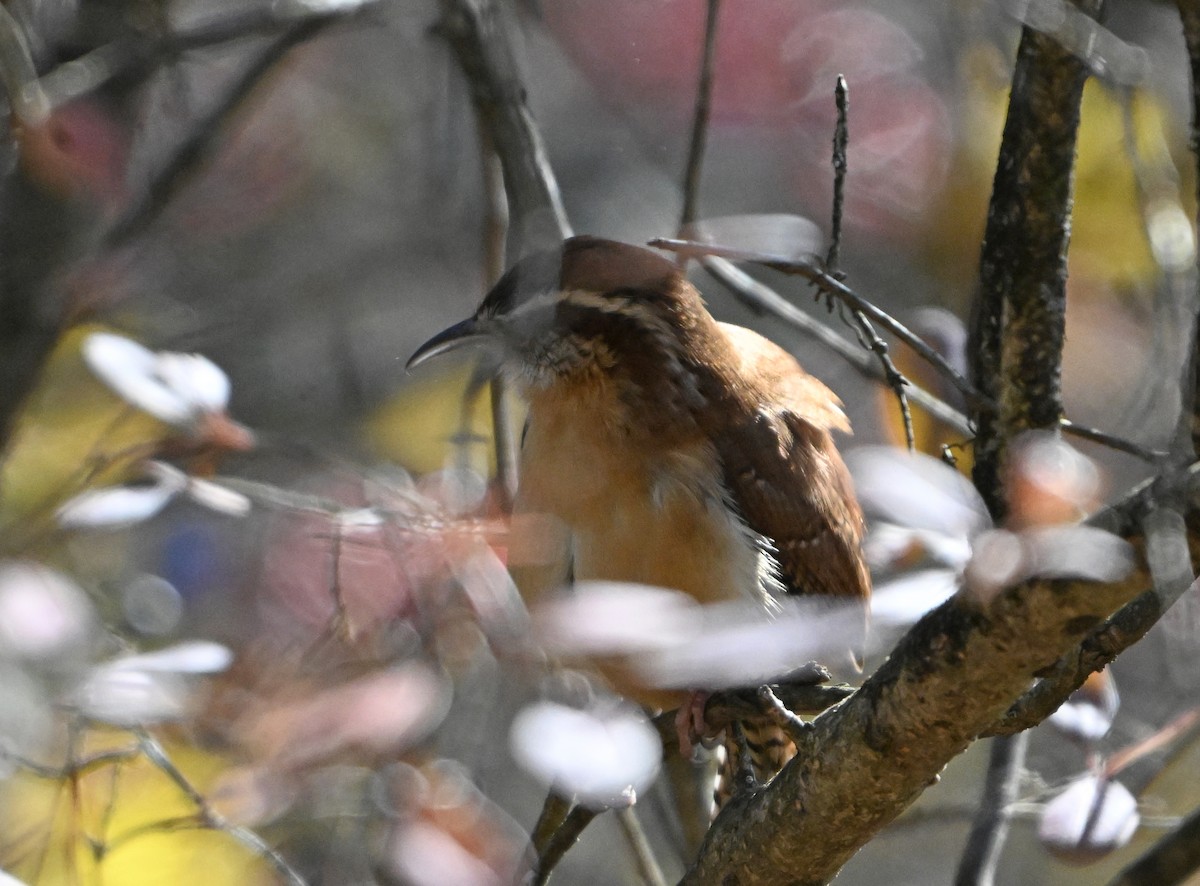 Cucarachero de Carolina - ML645478679