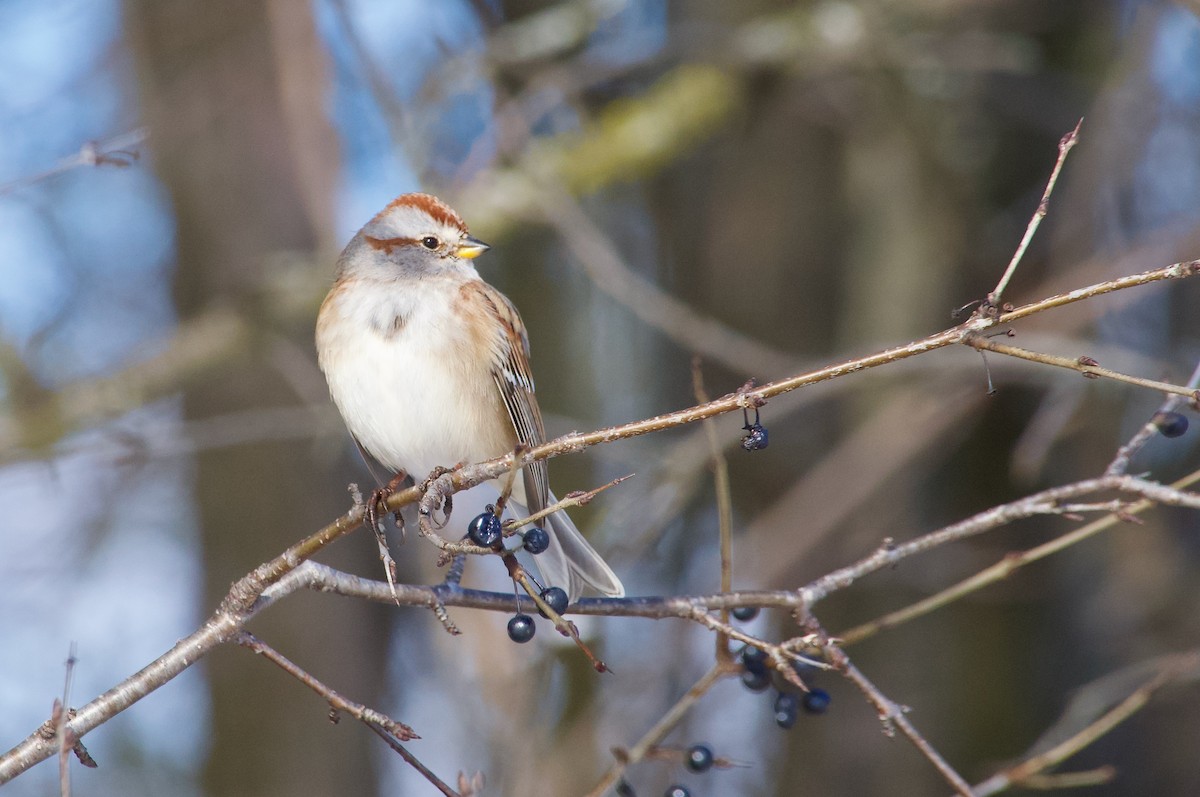 Chingolo Arbóreo - ML645478680