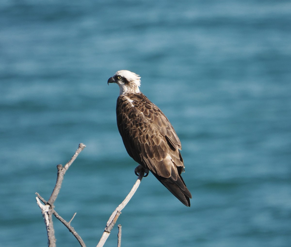 Águila Pescadora - ML645478681