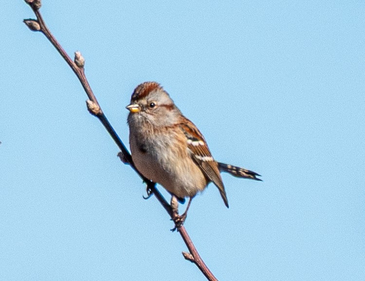Chingolo Arbóreo - ML645478682