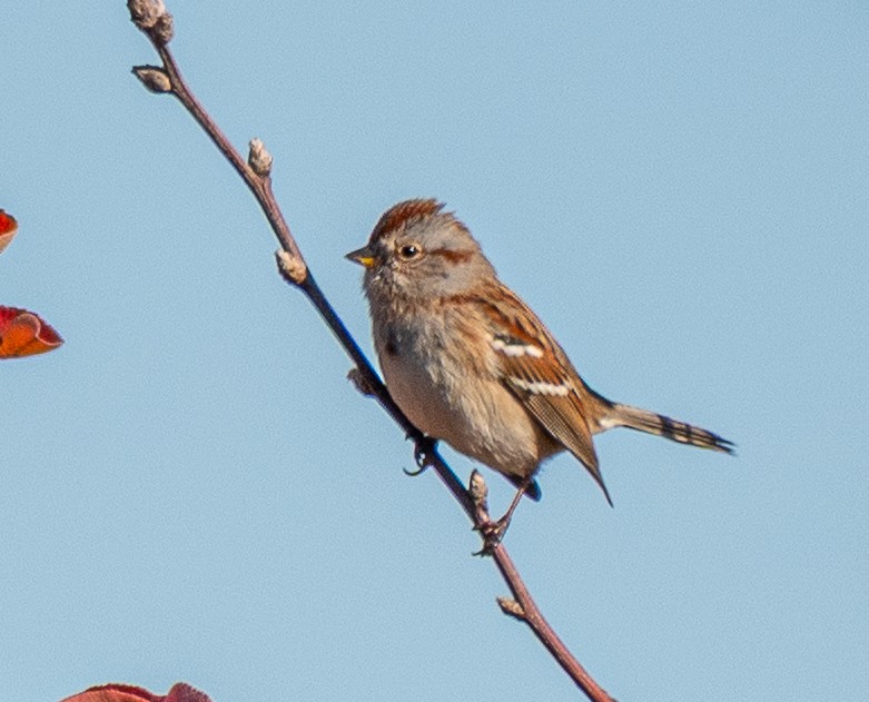 Chingolo Arbóreo - ML645478683