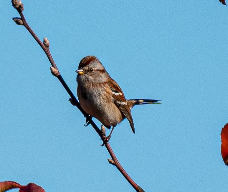 Chingolo Arbóreo - ML645478684