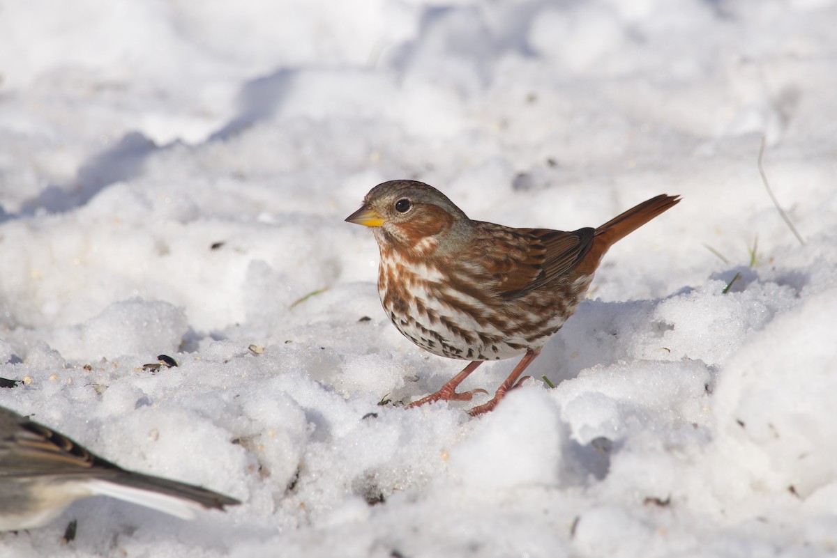 Chingolo Zorruno - ML645478685