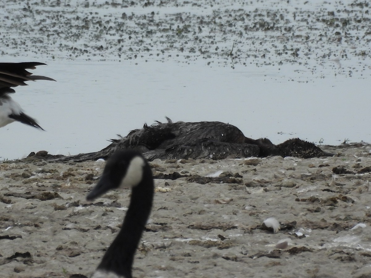 Cormorán Orejudo - ML645478687