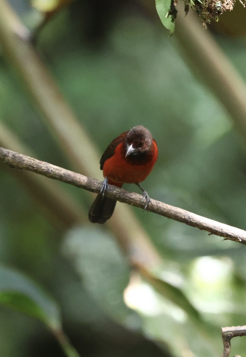 Tangara Dorsirroja - ML645478688