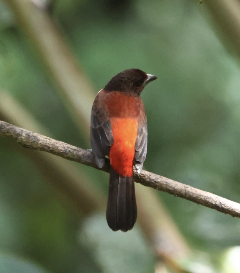 Tangara Dorsirroja - ML645478689