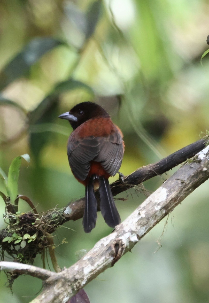 Tangara Dorsirroja - ML645478690