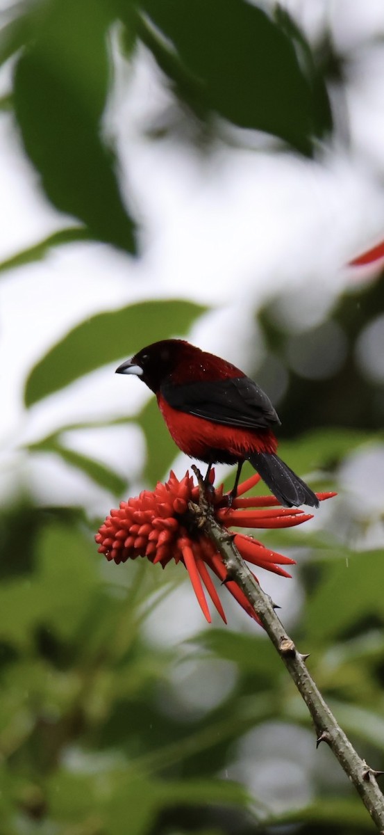 Tangara Dorsirroja - ML645478691