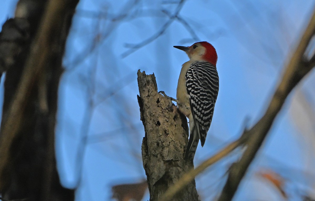 Red-bellied Woodpecker - ML645478699