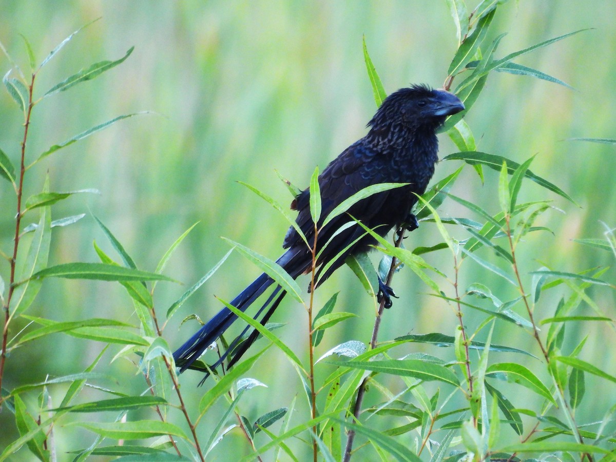 Smooth-billed Ani - ML645478700