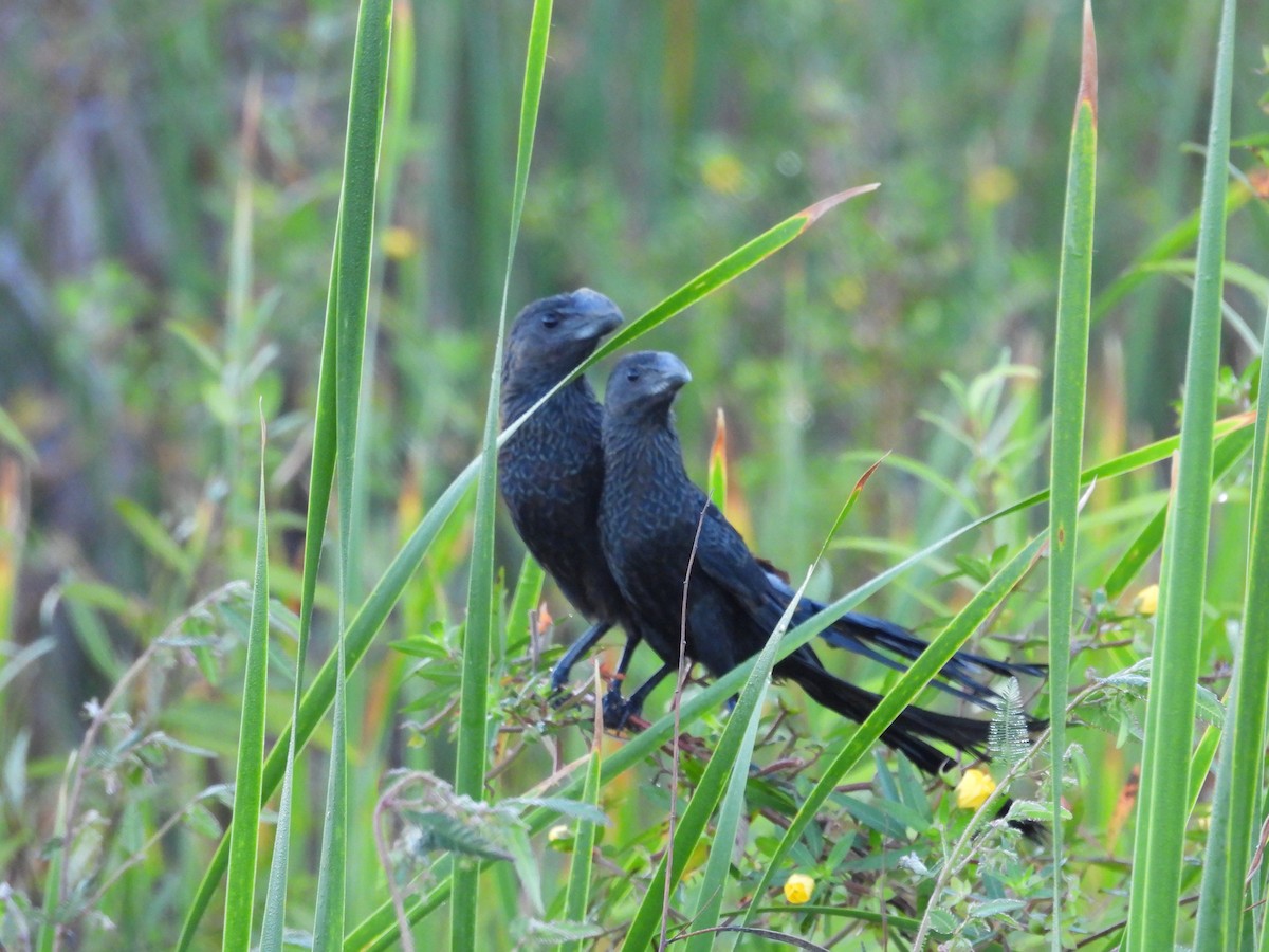 Smooth-billed Ani - ML645478712